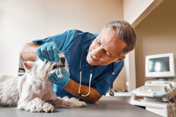 Best Emergency Dental Care for Broken or Chipped Teeth in North Tonawanda, NY